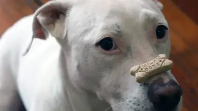 Bílé štěně s kostičkou na nosu, ne Cane Corso.