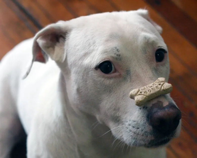 Bílé štěně s kostičkou na nosu, ne Cane Corso.