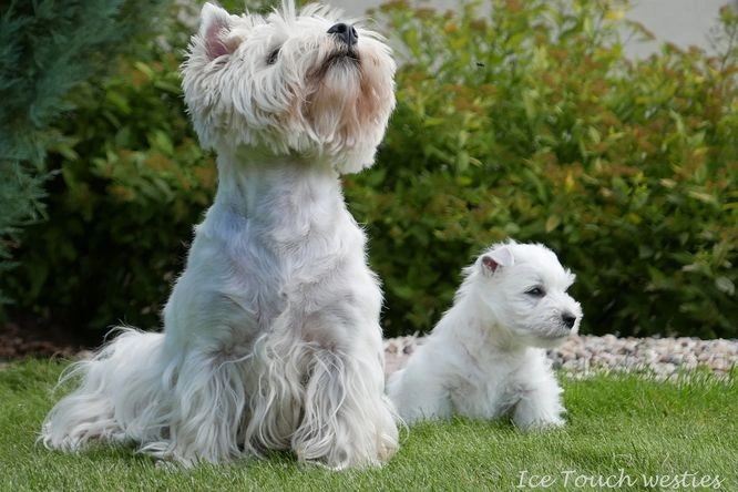 Dva bílí west highland white teriéři sedí na trávníku.