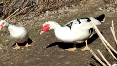 Dvě kachny na zemi, připravené snášet vejce.