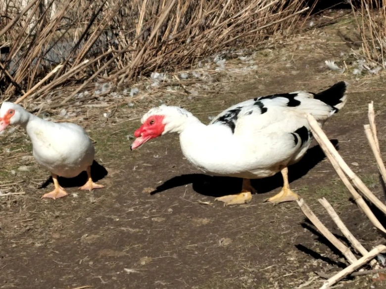 Dvě kachny na zemi, připravené snášet vejce.