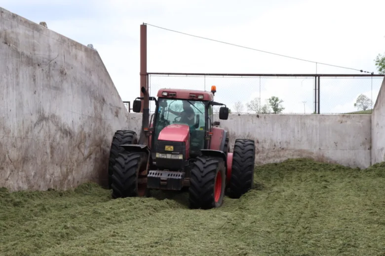 Traktor v betónovém bunkru s nakrájenou zelenou krmnou směsí pro zvířata.