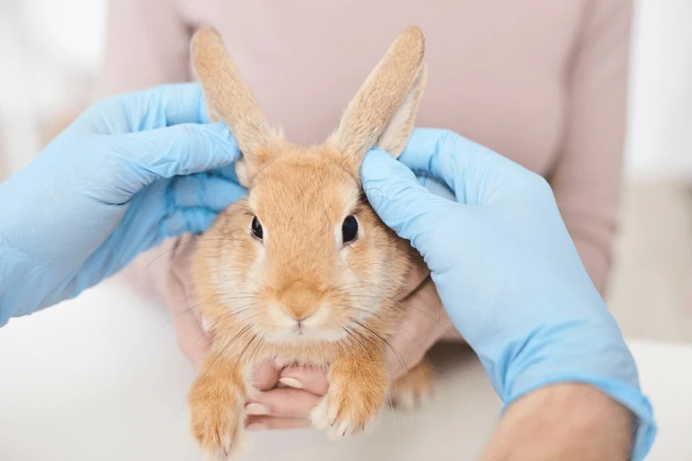Veterinář zkoumá uši králíka v rukavicích.