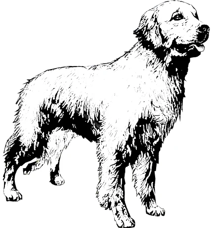 Dog licking mouth