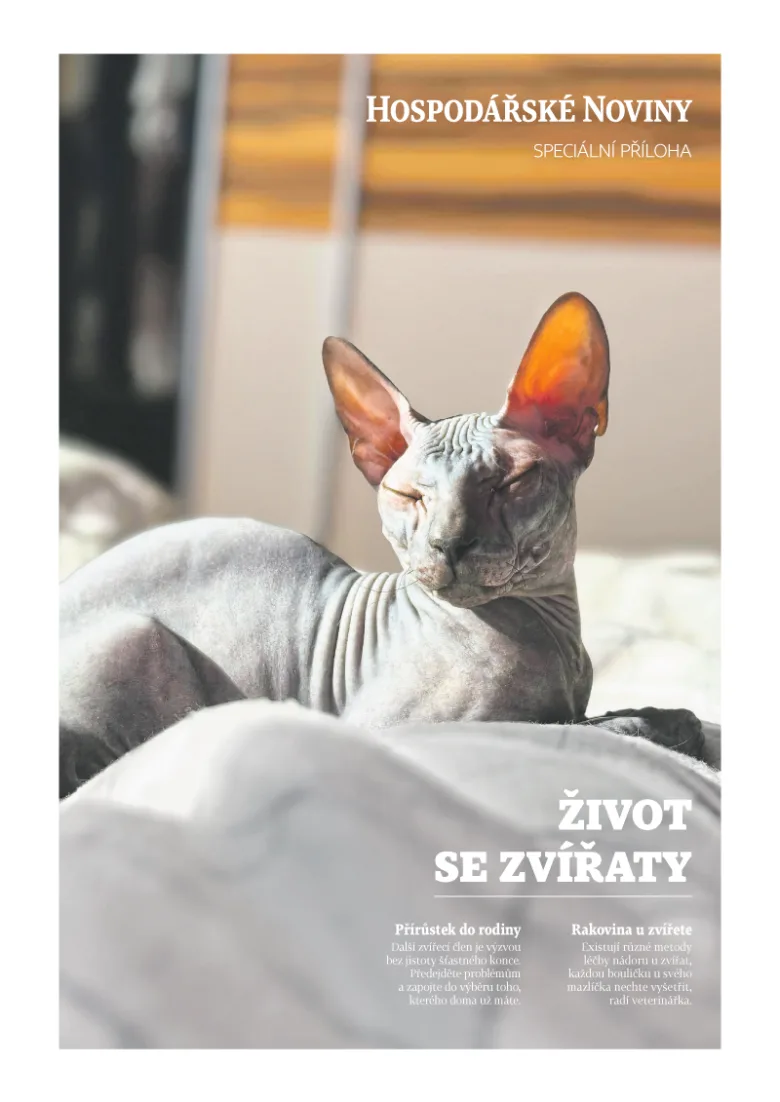 Holá kočka leží na měkké ploše v interiéru.