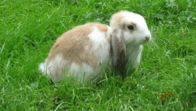 Malý králík minilopa sedí na zelené trávě s charakteristickým uchem.
