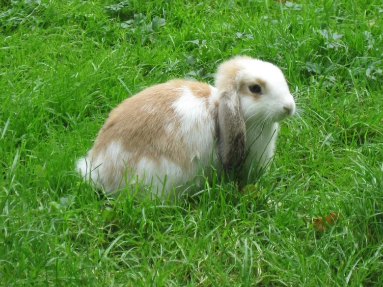 Malý králík minilopa sedí na zelené trávě s charakteristickým uchem.