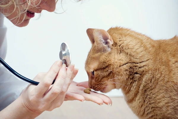 Veterinář zkoumá kočku s jídlem v ruce pomocí fonendoskopu.