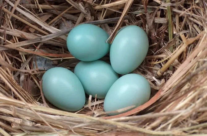 Modrá vejce plemene Ameraucana v hnízdě ze slámy.