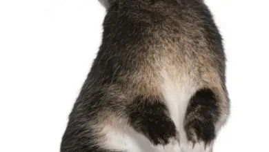 Kalifornský králík sedící vzpřímeně na bílém pozadí.