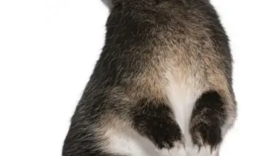 Černý králík sedící vzpřímeně na bílém pozadí.