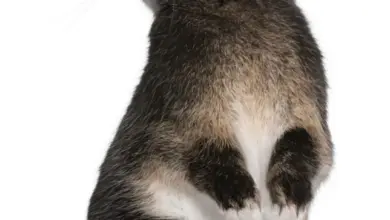 Černý králík sedící vzpřímeně na bílém pozadí.