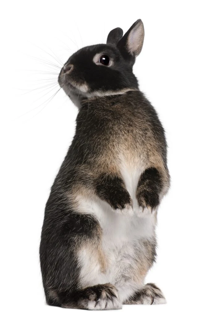 Černý králík sedící vzpřímeně na zadních nohách.