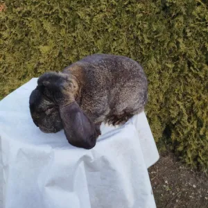 Spící francouzský beran s dlouhými ušima na bílém plátně.