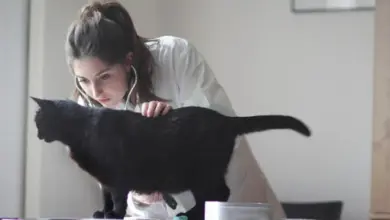 Veterinářka vyšetřuje černou kočku s fonendoskopem.
