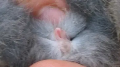 Blízko na genitálie králíka pro určení pohlaví.