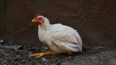 Bílá slepice stojí na zemi před tmavou zdí.
