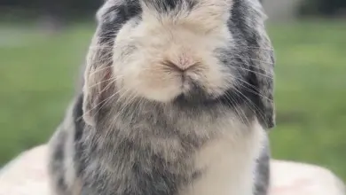 Majestátní králík sedící venku na vzorovaném povrchu.