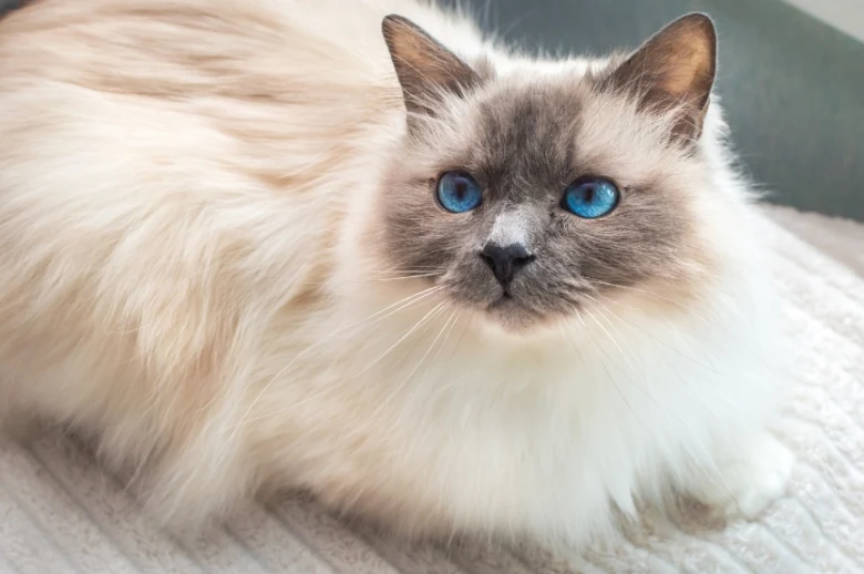 Dlouhosrstá ragdoll kočka s modrýma očima leží na měkkém povrchu.