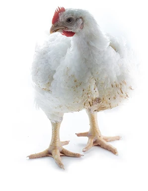 Bílé kuře na bílém pozadí pro článek o plemeni Cobb.
