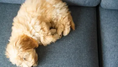 Spící štěně plemene maltipoo na modrém gauči.