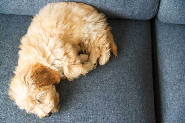 Spící štěně plemene maltipoo na modrém gauči.