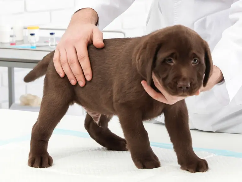Čtyřměsíční štěně je vyšetřováno veterinářem na klinice.