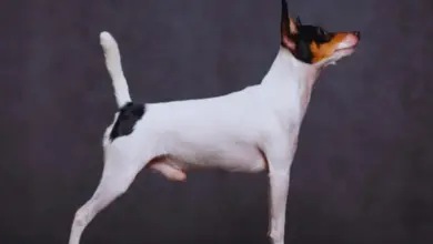 Bílý toy foxteriér v profilu na tmavém pozadí.