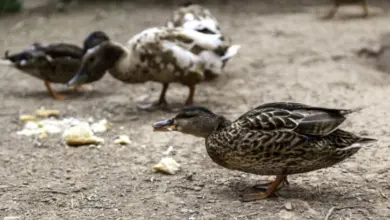 Kachny se krmí na zemi s rozsypaným jídlem.