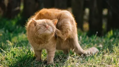 Oranžová kočka se škrábe za uchem na trávníku.