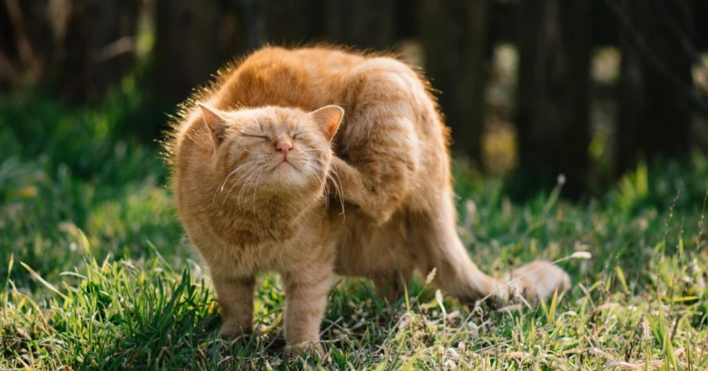 Oranžová kočka se škrábe za uchem na trávníku.