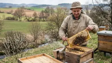 Včelař kontroluje rámeček s včely u úlů na louce.