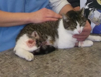 Injured cat with fleas