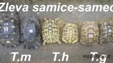 Šest evropských želv vedle sebe pro určení pohlaví.