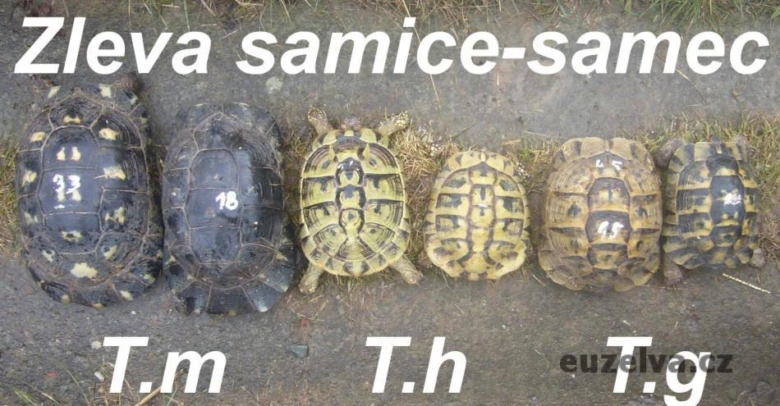 Šest evropských želv vedle sebe pro určení pohlaví.