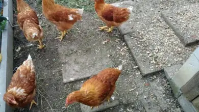 Skupina hnědých nosnic chodících po zemi v kurníku.