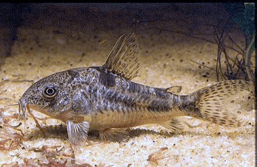 Aquarium catfish fish