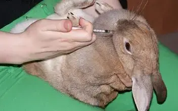 Králík dostává injekci léku do boku.