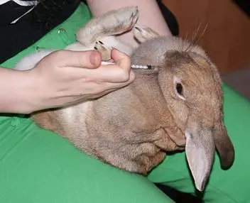 Králík dostává injekci léku do boku.