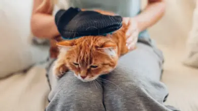 Oranžová kočka je hřebenována na klíně osoby.