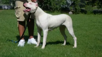 Bílý americký pitbull terier stojí na trávníku vedle člověka.