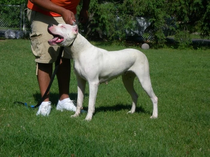 Bílý americký pitbull terier stojí na trávníku vedle člověka.