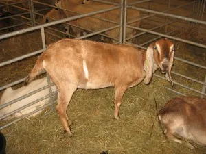Brown goat in pen
