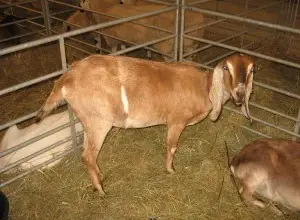Goat in pen with hay
