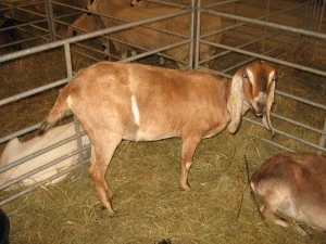 Goat in pen with hay