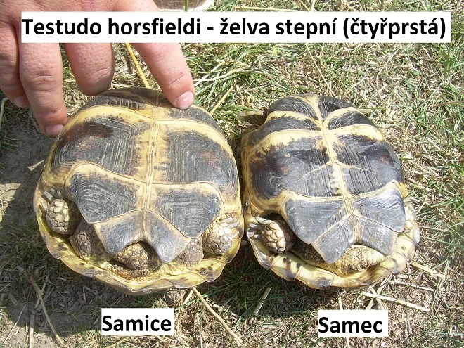 Dvě želvy stepní s označením samice a samece pro porovnání.