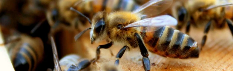 Zblízka včela medonosná na plástu s ostatními včelami.