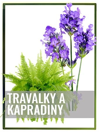 Fialová levandule nad zelenou kapradinou na bílém pozadí.
