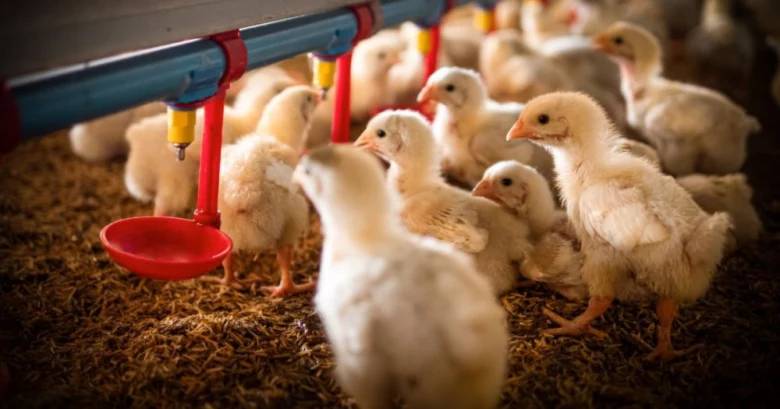 Chicks feeding system
