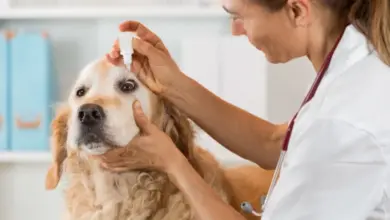 Veterinářka podává kapky psu s prolaps třetího víčka.